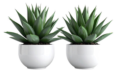 Two potted agave plants in white ceramic pots