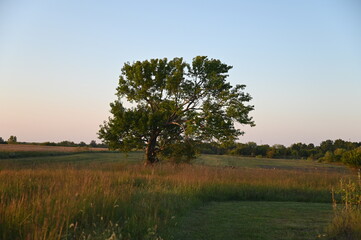 Oak Tree in a Field