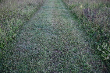 Mowed Path