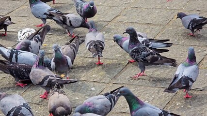 Close-up footage of a large group of rock pigeons gathered together on the ground, showing their natural movement and interaction. 4K