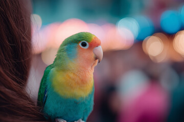 Colorful lovebird parrot perched on a person's shoulder with vibrant bokeh lights