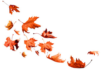 leaf one falling flying in autumn saason isolated for background
