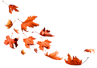 leaf one falling flying in autumn saason isolated for background