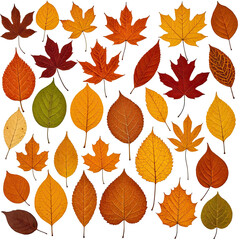 Obraz premium Various colorful, detailed autumn leaves arranged on black background