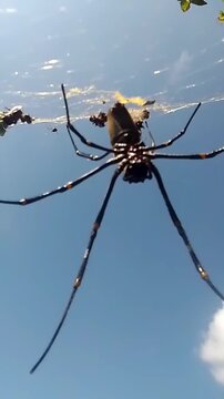 egs stretching wide as it hangs gracefully. The sunlight reflects off the silk threads, highlighting the spider&rsquo;s impressive size and intricate web structure."
