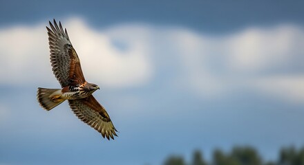 Fototapeta premium Majestic hawk soars across the expansive sky with effortless grace