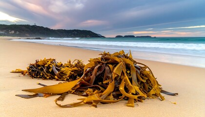 Seaweed on golden sand beach at sunrise