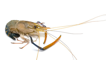 Fresh river prawns isolated on white background. Big freshwater prawns. River prawns for cooking.