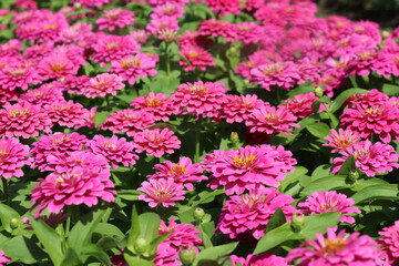 Obraz premium pink chrysanthemum flowers