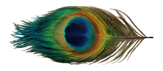 Obraz premium Vibrant Peacock Feather Isolated on Transparent Background for Artistic Use