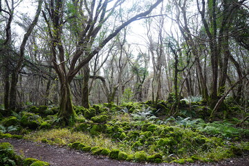 quiet winter forest and fine path