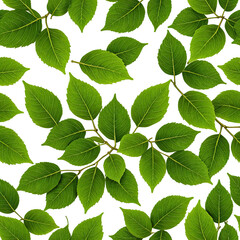 Fototapeta premium Green leaves, branches, stems, on black background, nature