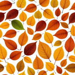 Obraz premium Colorful fall foliage composition. Leaves in various shades on black