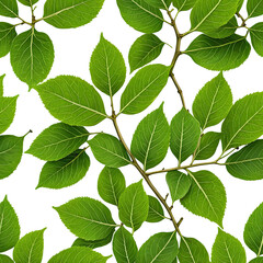 Fototapeta premium Lush green leaves branch with a dark background. Natural foliage