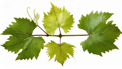 Fototapeta premium Three Isolated Branches Of Fresh Grapevine