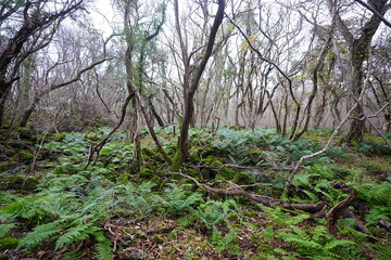 wild winter forest with mossy rocks and bare trees