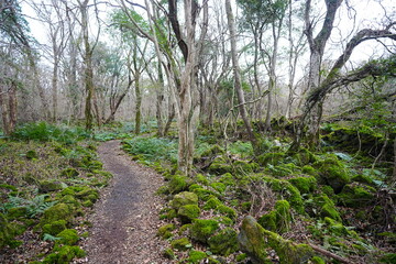 fine winter path through mossy rocks and bare trees