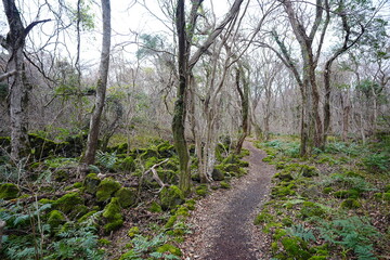 fine winter path through mossy rocks and bare trees