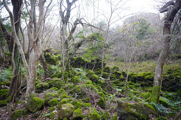 wild winter forest with mossy rocks and bare trees