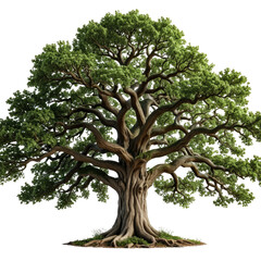 Majestic tree with sprawling branches, lush foliage, and massive trunk