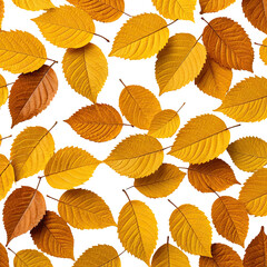 Obraz premium Overlapping golden autumn leaves on black background