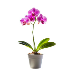 Elegant purple orchid bloom in a white pot against black background