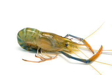 Fresh river prawns isolated on white background. Big freshwater prawns. River prawns for cooking.