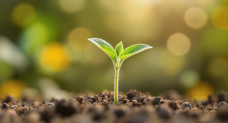 New Growth Emerging Young Plant in Sunlight