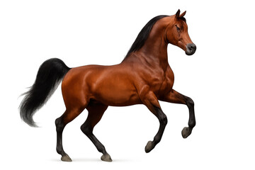Obraz premium Bay arabian horse prancing with black mane