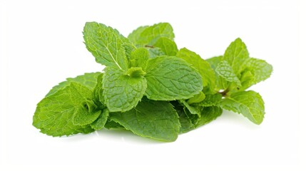 Fresh Mint Herb Vistas: Isolated Peppermint Leaves, Spearmint Tea Ingredients & Organic Garden Melissa