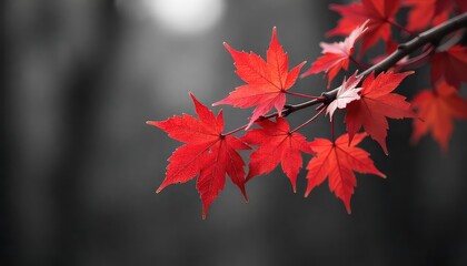 Close up of vibrant red maple leaves on a branch against a blurred gray and white background scene