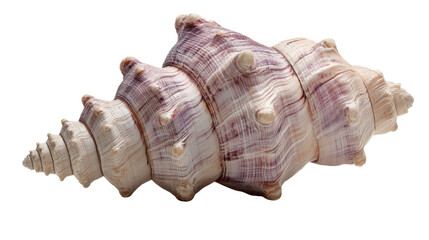 The image displays a Trapezium Horse Conch shell, scientifically known as Pleuroploca trapezium on white background 