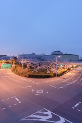 明け方の街と桜