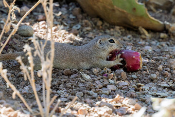 Ground squirrel eating a fruit