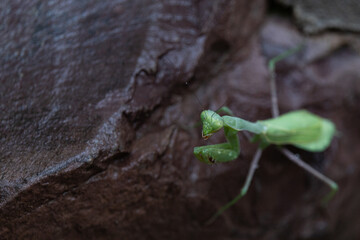Praying Mantis