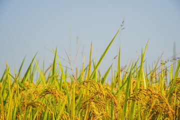 Autumn Rice Ears in Golden Paddy Field of Korea