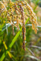 Close-up of ripening rice grains in autumn field, Korea