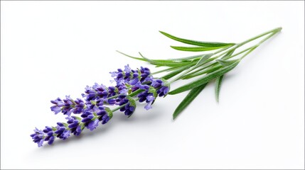 Obraz premium Lavender Flower Sprig with Green Leaves on White Background, Isolated Still Life