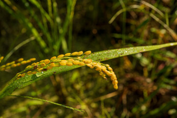 Close-up of golden rice grains with morning dew in autumn field, Korea
