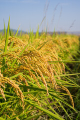 Close-up of Golden Rice Ears Ready for Harvest in Korea