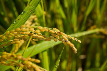 Close-up of golden rice ears in autumn field, Korea harvest season