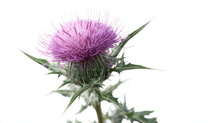 Scotch Thistle Flower Head with Prickly Leaves Isolated on a White Background