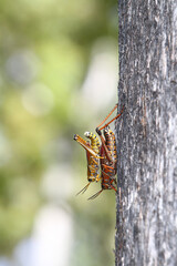 Grasshopper, Florida lubber or Eastern lubber up close