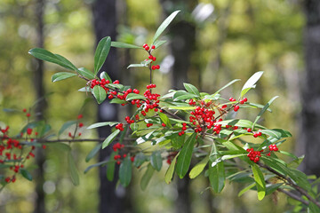 Holly branch in swamp, Dahoon holly