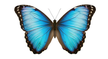 Vibrant blue Morpho butterfly with outstretched wings isolated PNG with Transparent Background