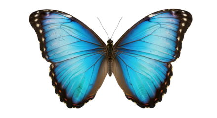 Vibrant blue Morpho butterfly with outstretched wings isolated PNG with Transparent Background