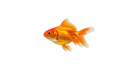 Fototapeta premium Orange Goldfish in Profile isolated PNG with Transparent Background