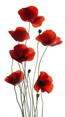 Vivid Red Poppy Flowers with Slender Stems Against a Bright White Background, Floral Beauty