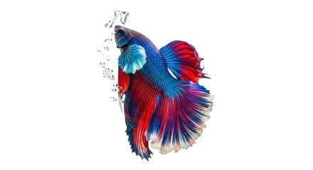 Obraz premium Siamese fighting fish swimming in water isolated PNG with Transparent Background
