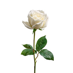 Single white rose with stem and leaves against transparent background